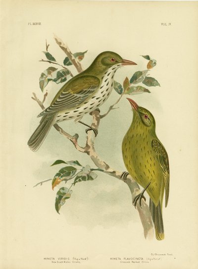 نيو ساوث ويلز Oriole Or Green Oropendola ، 1891 بواسطة جراسيوس بروينوفسكي